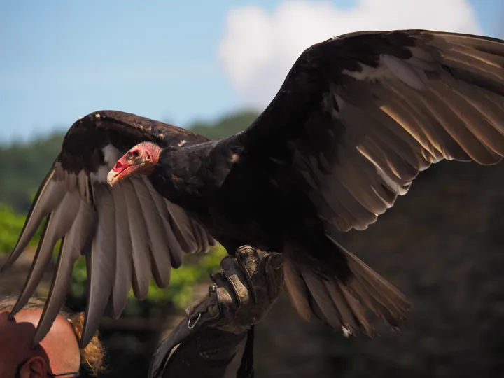 Roofvogelshow in Château de La Roche-en-Ardenne (België)